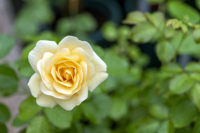 Close-up of rose flower