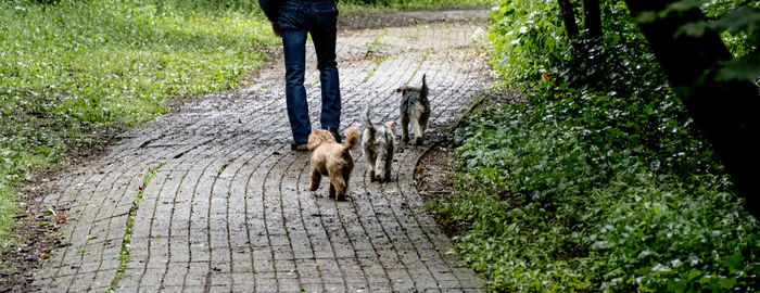 Path walking with dogs