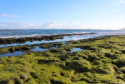 Scenic view of sea against sky