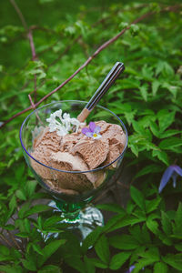 High angle view of ice-cream bowl in nature