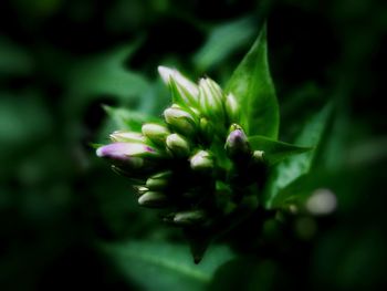 Close-up of flower buds