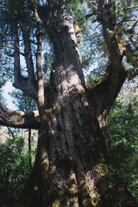 Low angle view of trees in forest