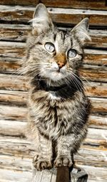 Portrait of cat on wood