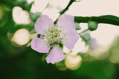 Close-up of flowers against blurred background