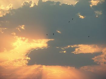 Low angle view of birds flying in sky