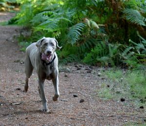 Portrait of dog running