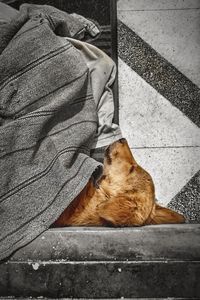 High angle view of cat sleeping on floor