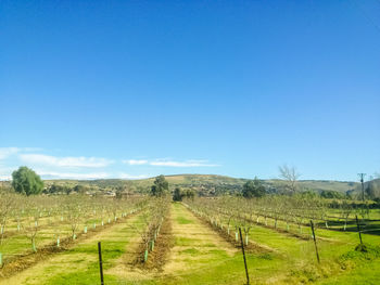 Scenic view of field against blue sky