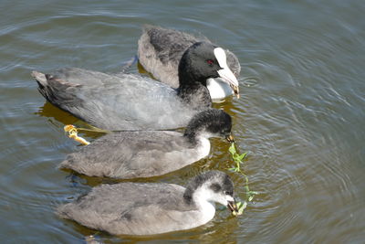 High angle view of duck swimming in lake