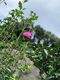 Low angle view of flowers blooming on plant