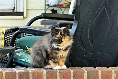 Close-up of cat sitting