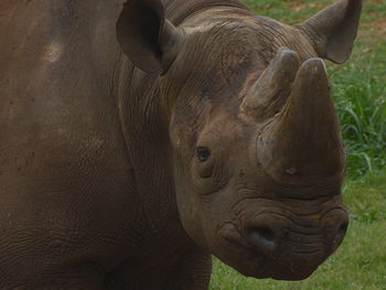 Close-up of elephant