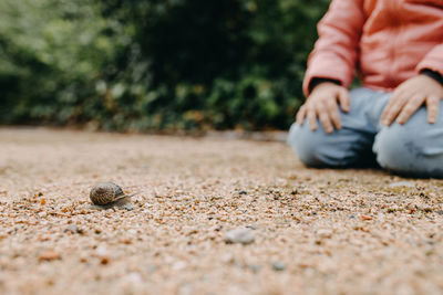 Close-up of shells on ground