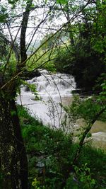 Scenic view of river amidst trees in forest