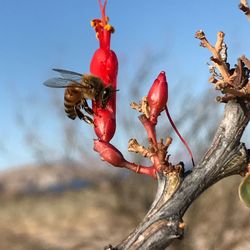 Low angle view of red berries on tree against sky