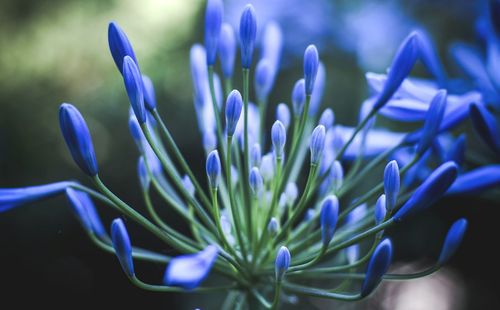 Close-up of blue flowers in park