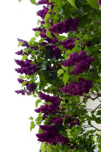 Close-up of purple flowers on plant