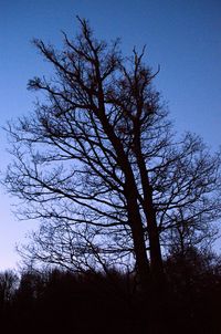 Low angle view of tree against clear sky