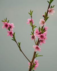 Pink flowers blooming on tree against clear sky