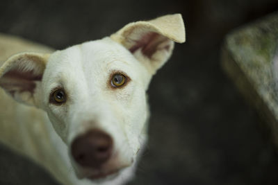 Close-up portrait of dog