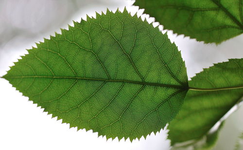 Close-up of leaf during autumn