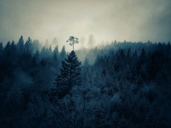 Pine trees in forest against sky