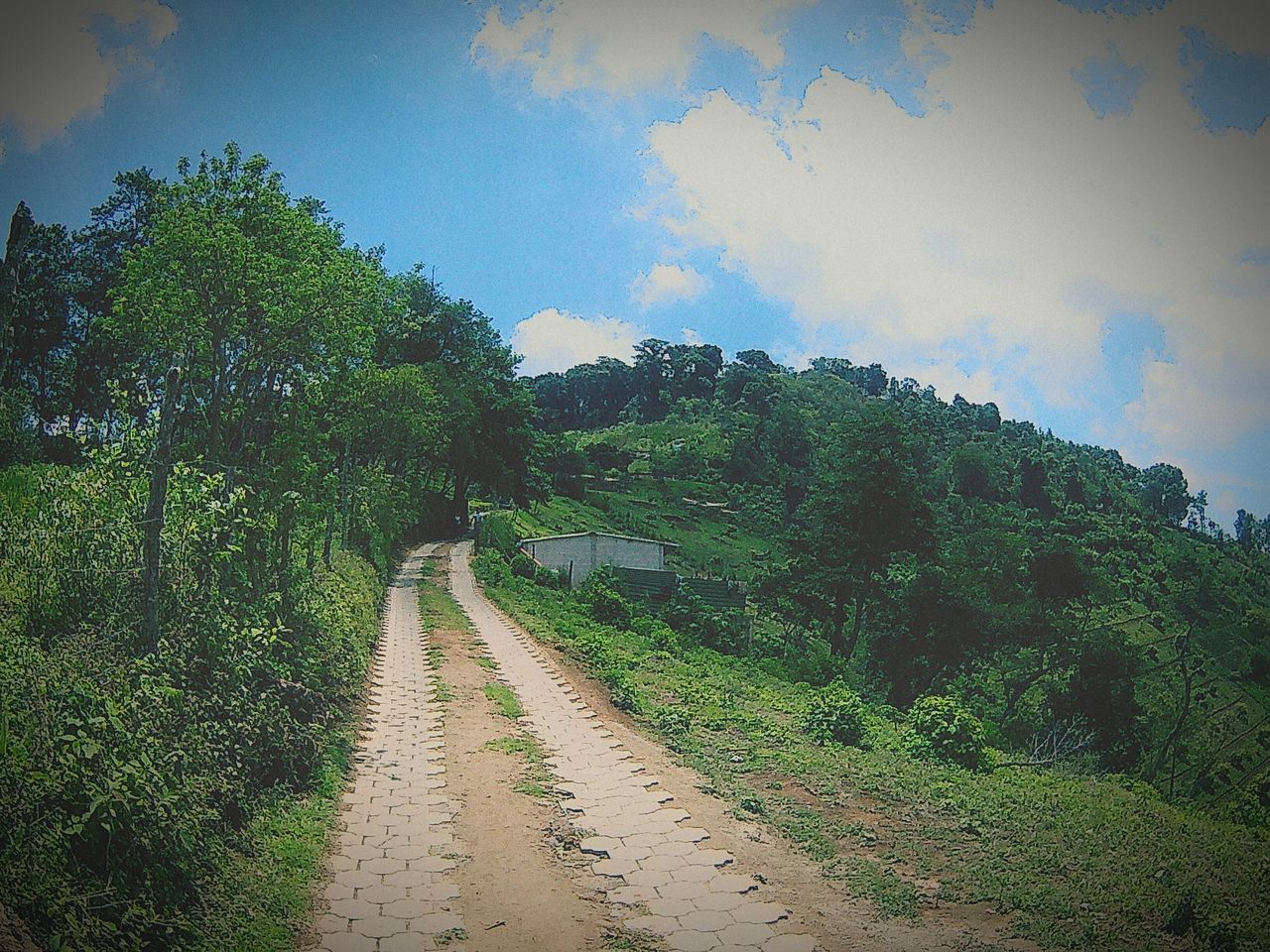 sky, tree, the way forward, tranquility, transportation, tranquil scene, dirt road, non-urban scene, nature, plant, scenics, growth, cloud, long, green color, day, outdoors, beauty in nature, solitude, lush foliage, green, cloud - sky, remote, no people, diminishing perspective, footpath