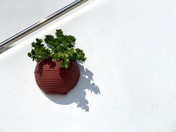 Potted plant against white wall