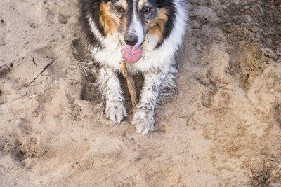 High angle view of dog sticking out tongue at beach