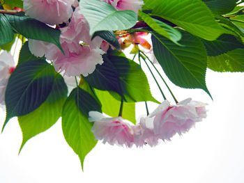 Close-up of pink flowers