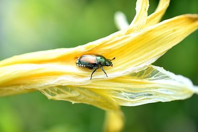 Close-up of insect on yellow flower