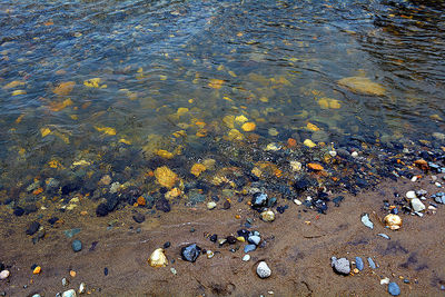 High angle view of crab on beach