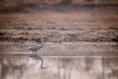 High angle view of a bird on water