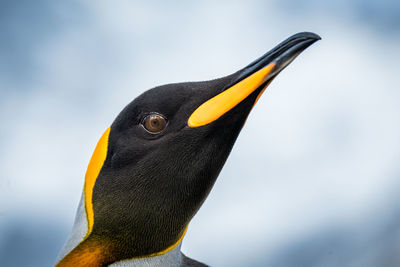 Head of king penguin with blurred background
