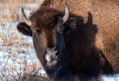 Portrait of an bison on snow covered field