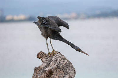 Close-up of bird perching on rock