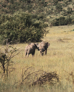 Elephants on field