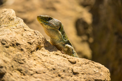 Close-up of lizard on rock