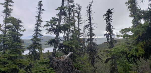 Low angle view of trees in forest against sky