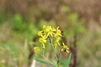 Close-up of yellow flowering plant on field