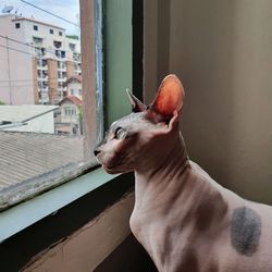 Close-up of a horse by window on building