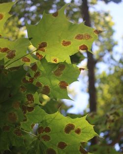 Low angle view of leaves on tree