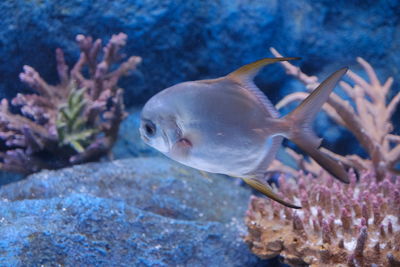 Fish swimming in sea