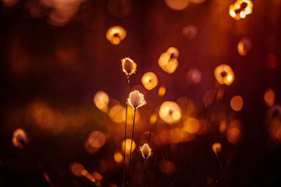 A beautiful cotton-grass heads in the warm sunset light. white fluffy cotton-grass flowers.