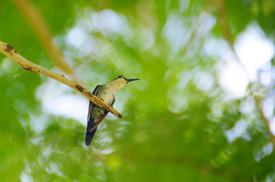 A little green hummingbird sitting on a branch of a tree with blurred green background