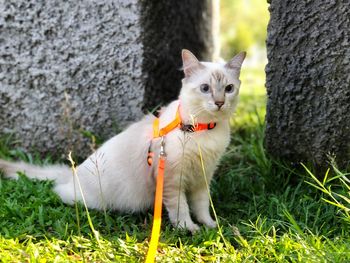 Portrait of a cat on field
