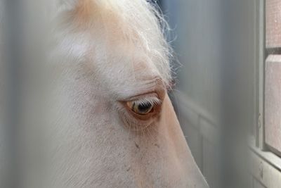 Close-up of horse eye