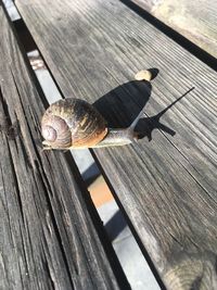 Close-up of snail on wooden plank