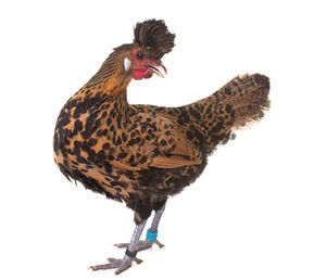 Close-up of chicken against white background