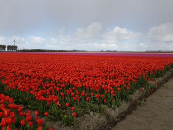 Scenic view of red tulips on field against sky